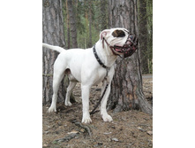 ����� ������������