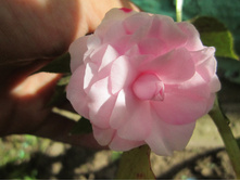 ���� 007.jpg