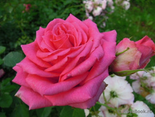 ��� ��������.jpg