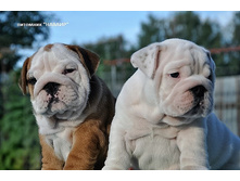 ��������� �� ����� 18.08.16 145.JPG