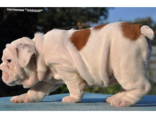 ��������� �� ����� 18.08.16 160.JPG