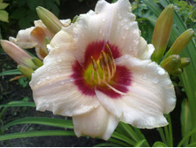 �������� ������-������� (1).jpg