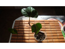 ���� ���������� �������������