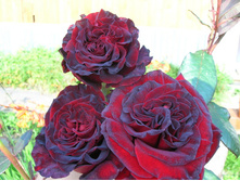 ������ �����.jpg