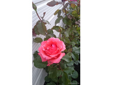 ��������� (����� �� ��������).jpg