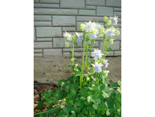 DSC05126 - �����.JPG