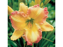 �������� ��� ����� 220���. ������ 2�.jpg