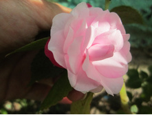 ���� 006.jpg