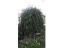 ��������� �������� ���� 2�.