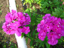 IMG 4970.JPG
