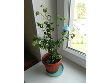 ����� ������