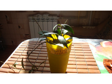 ���� Parviflora Splash