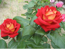 ��� ����.jpg