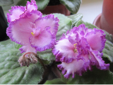 ������ 023.jpg