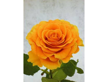 ������ ����.jpg