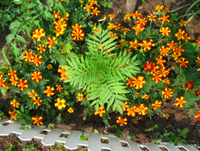 IMG 4975.JPG