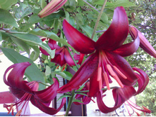 IMG 20160718 080659.jpg