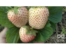 ��������� ������� (�����������) ���� I 40���..jpg