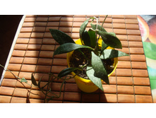 ���� Parviflora Splash