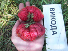 ��������� ������ 50���..jpg