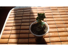 ��������� ����������