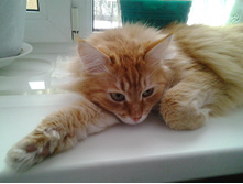 ����� ��������