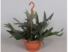 ����������� ���������� ( Platycerium bifurcatum ) - 450 ���.