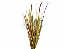 0001 ���� ����� ������� (200 �) 55 ���.