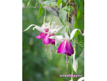 ������ Windhapper