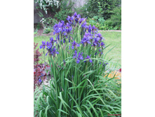 ���� ���������.jpg