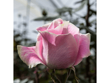 ������� ��������.png