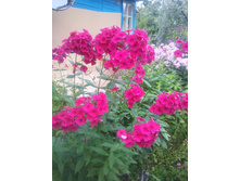 ����� ����� ����. No3