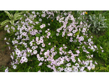 P 20160730 200957 1 p.jpg