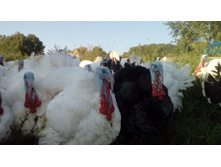 ��������� ������