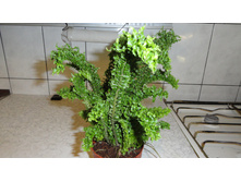 ���������� ��������� ����� -