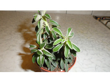 ��������� Peperomia Silver Spark 100  ���. ���� 3 ����� !!!