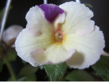 ����� 002.jpg