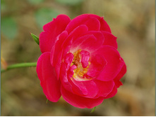 ���� ������.jpg