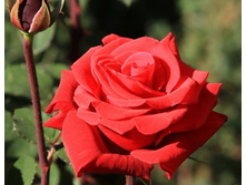 ��� ������.jpeg