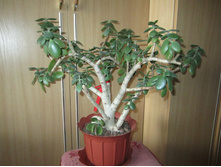 ����� 006.jpg