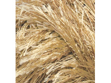 �������� 127.jpg