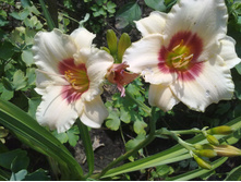 �������� ������-�������.jpg