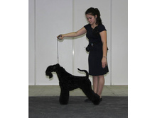 12227582 1936045419953901 6846024676699927191 n.jpg