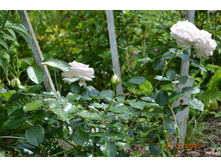 ���� ���� ����������