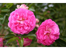 ������ �������.jpg