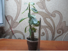 ����� 032.jpg