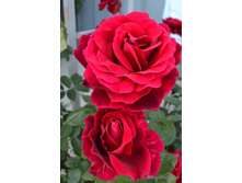 ����� ����.jpg