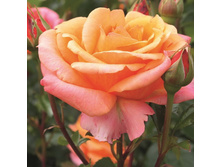 ����� ������.jpg