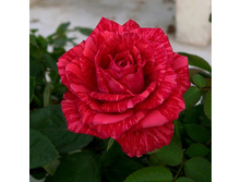 ��� �������.jpg