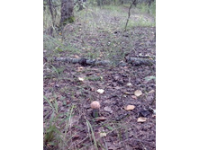 IMG 20160823 170607.jpg